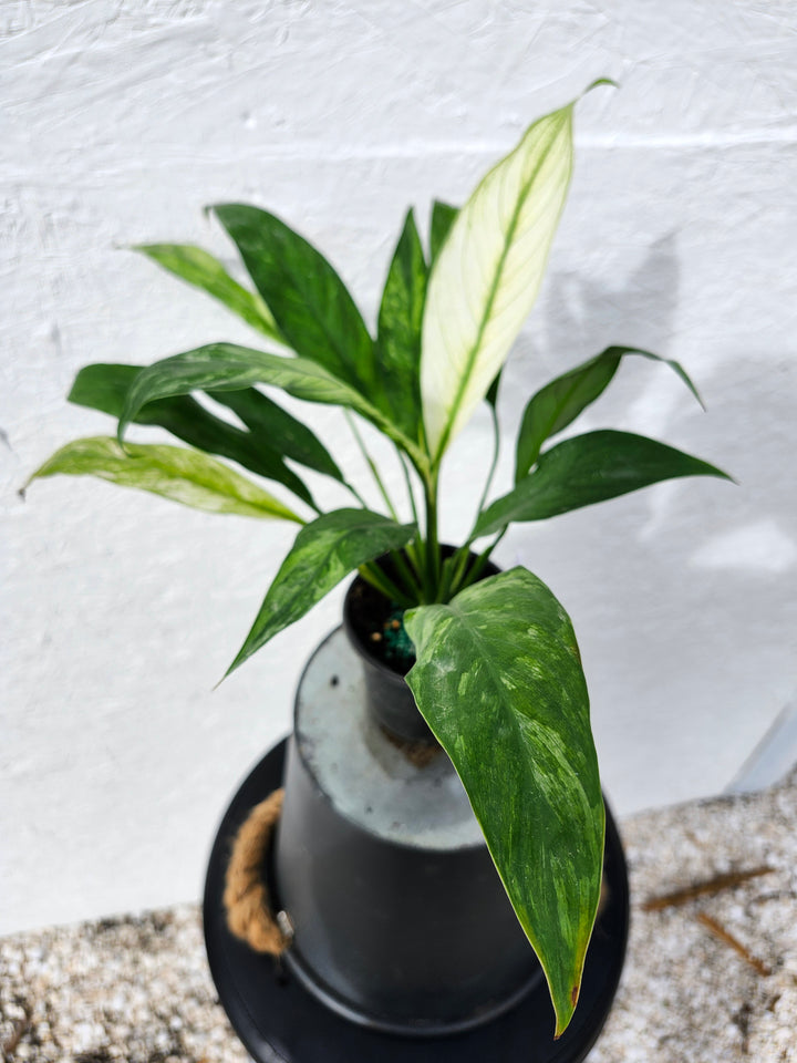 Spathiphyllum Albo (4in)-744