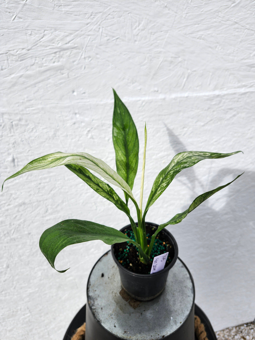 Spathiphyllum Albo (4in)-745