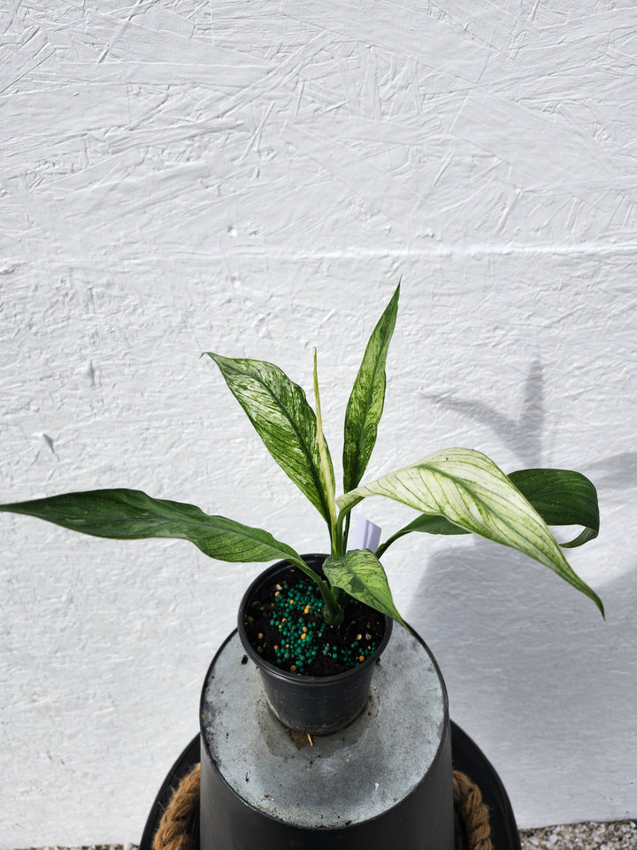 Spathiphyllum Albo (4in)-745