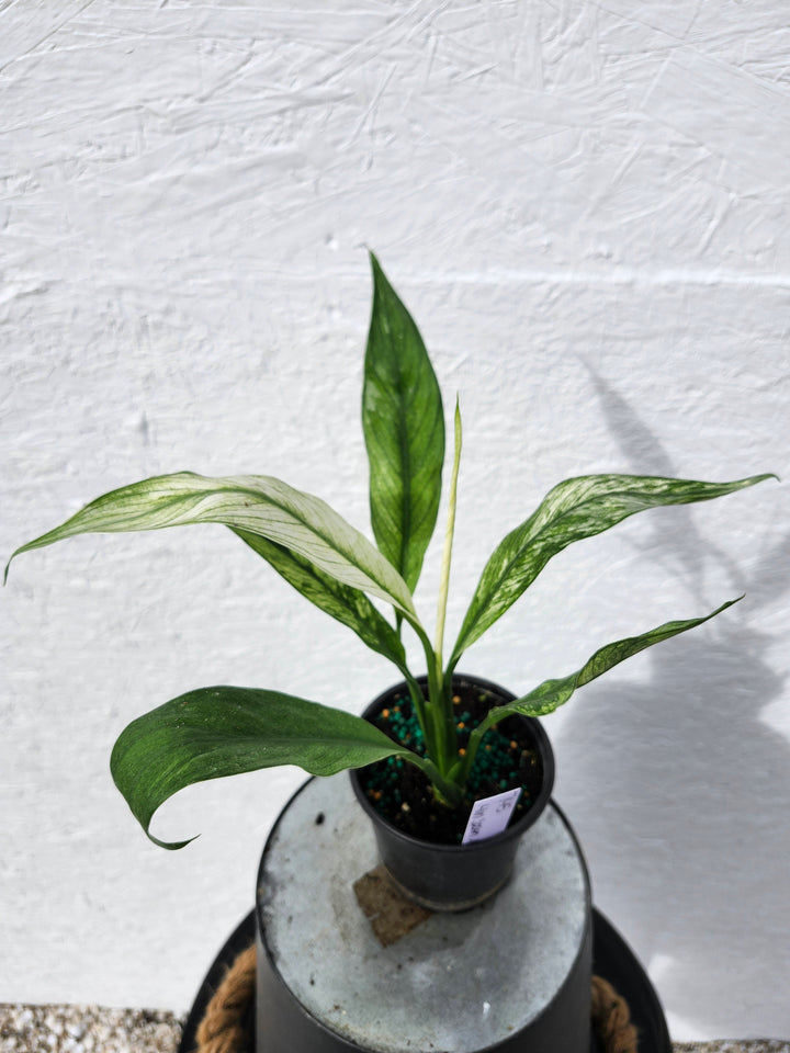 Spathiphyllum Albo (4in)-745