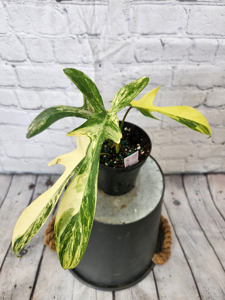 Philodendron Florida Beauty (4in)-753