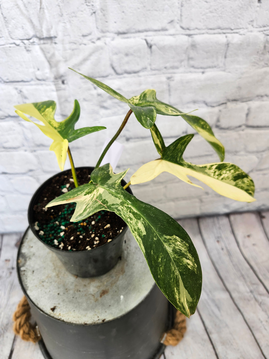 Philodendron Florida Beauty (4in)-753