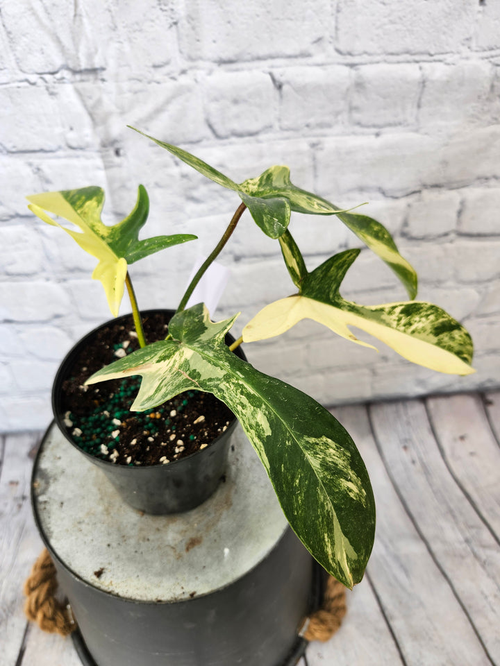 Philodendron Florida Beauty (4in)-753