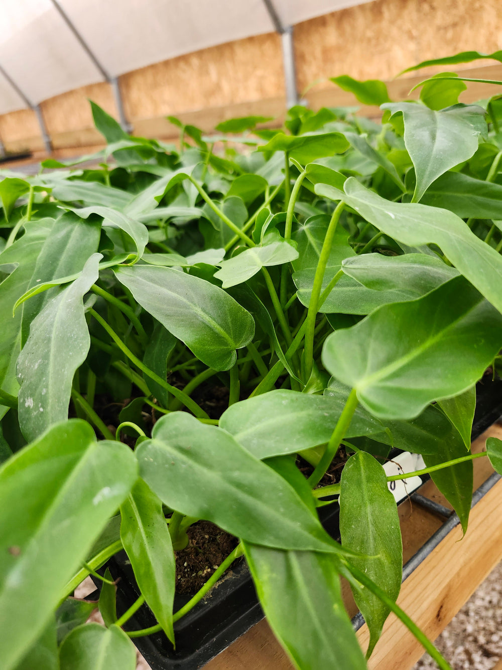 Philodendron Mayoi plants with lush green, split leaves in a greenhouse setting.