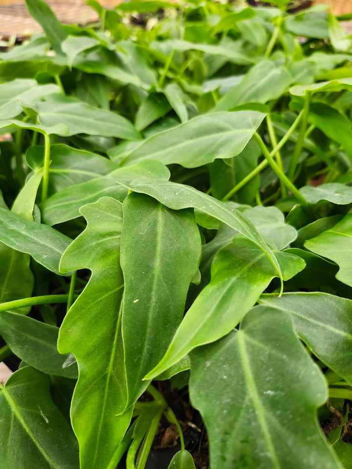 Philodendron Mayoi