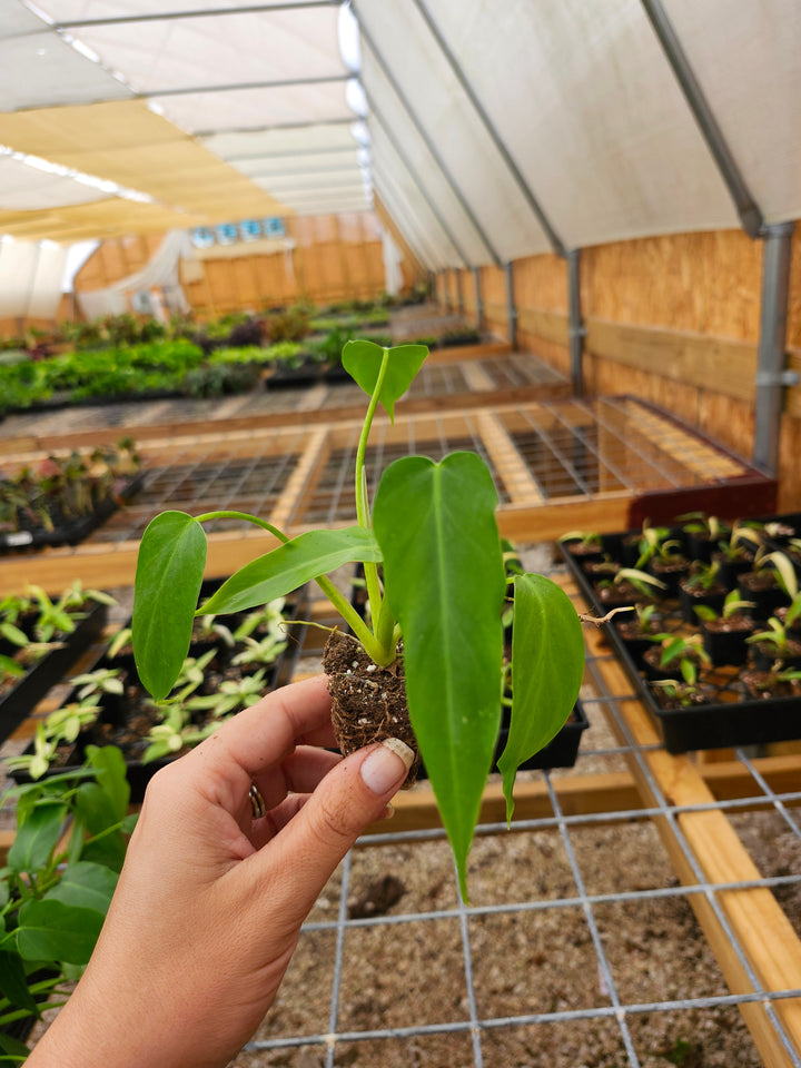 Philodendron Mayoi