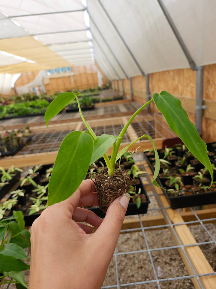 Philodendron Mayoi