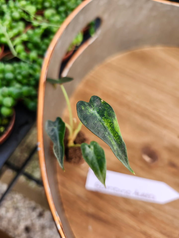 Alocasia Variegated Bambino Aurea-945