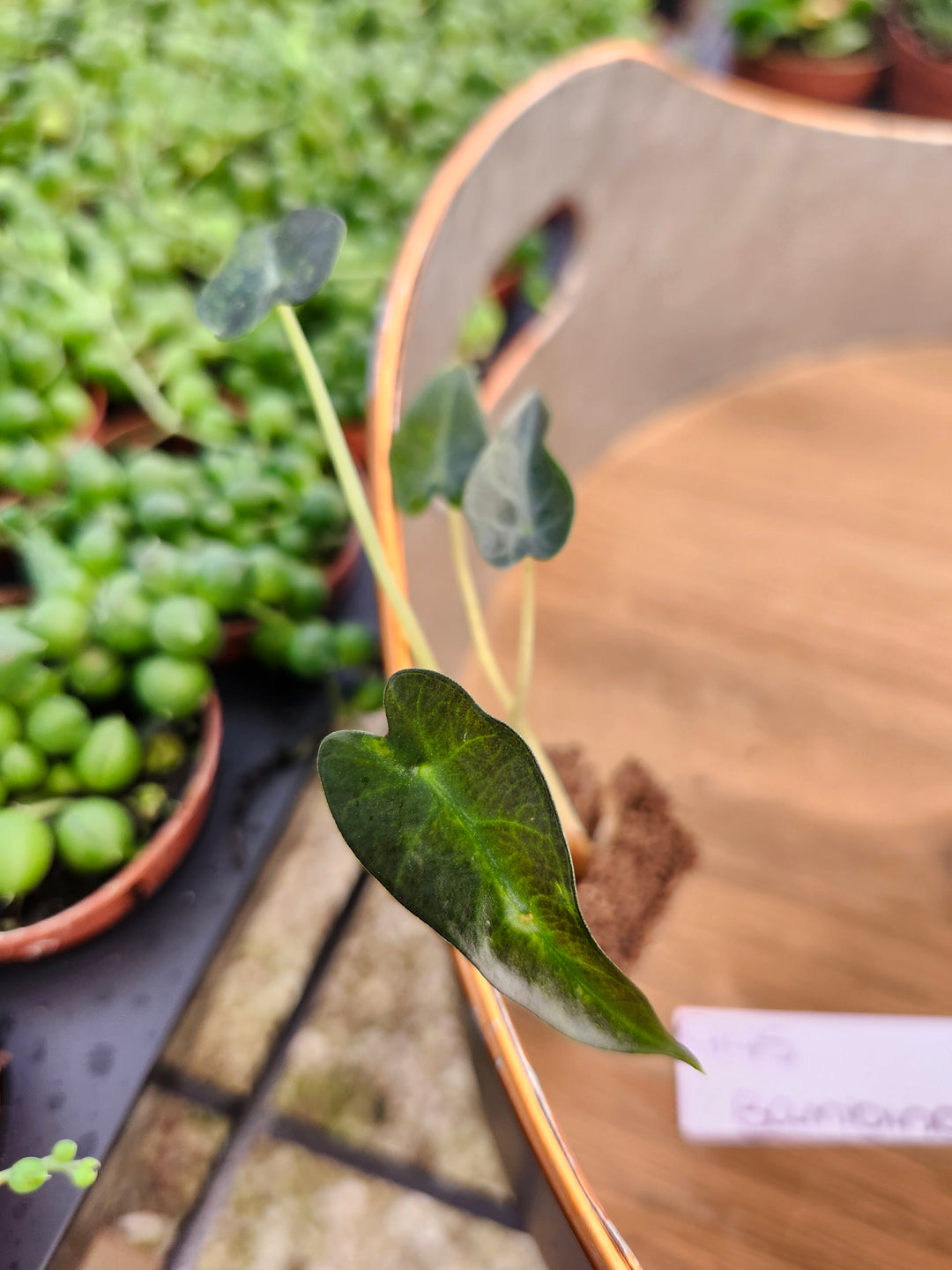 Alocasia Variegated Bambino Aurea-945