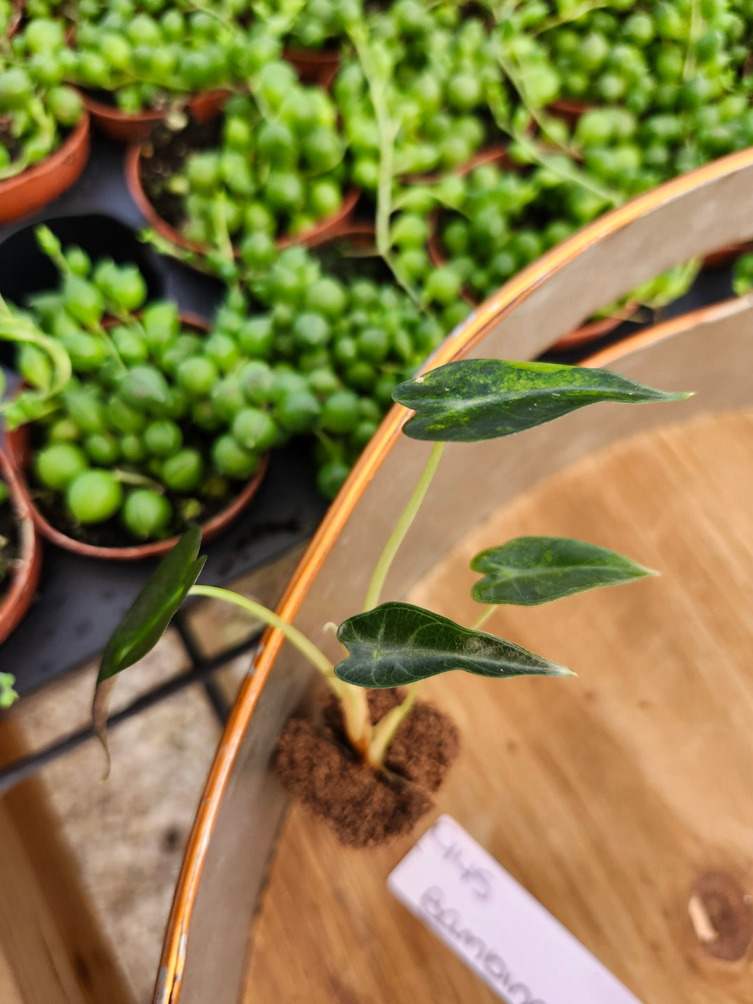 Alocasia Variegated Bambino Aurea-945