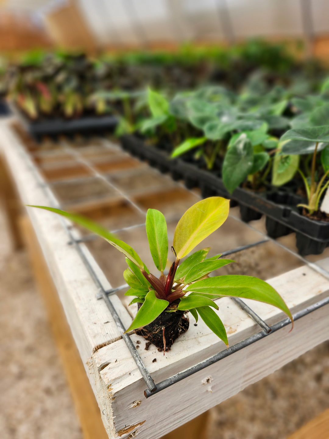 Philodendron Prince of Orange Plug