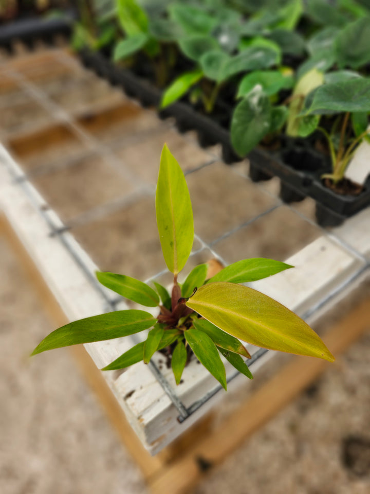 Philodendron Prince of Orange Plug