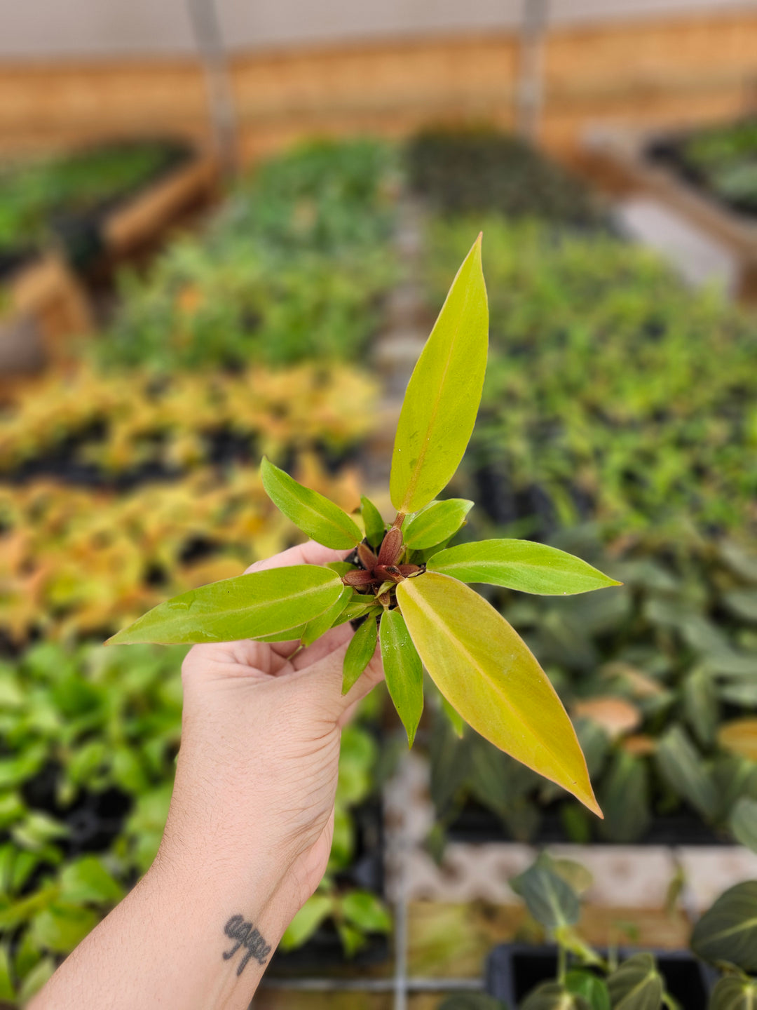 Philodendron Prince of Orange Plug