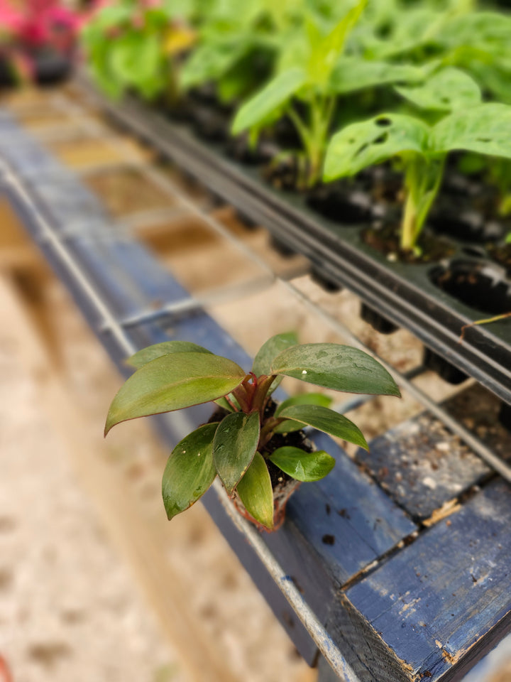 Black Cardinal Philodendron Plug