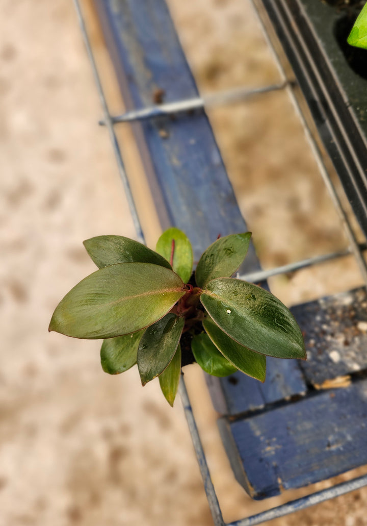 Black Cardinal Philodendron Plug