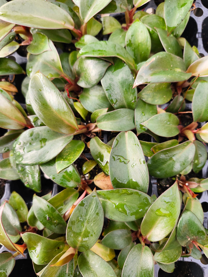 Black Cardinal Philodendron Plug