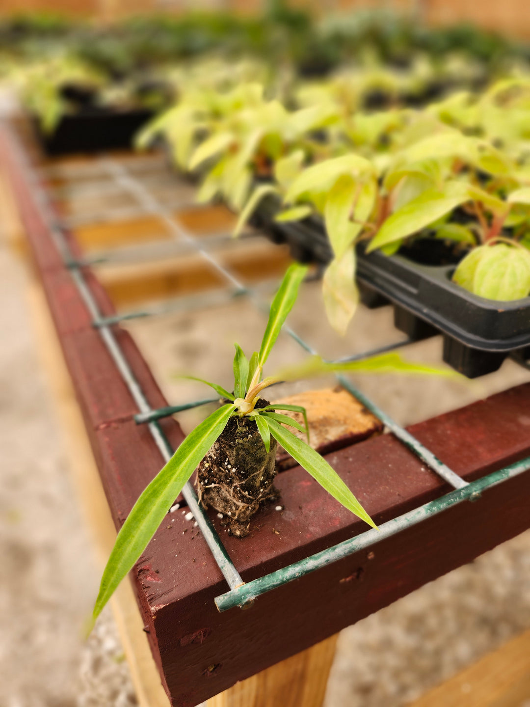 Philodendron Tortum plant with elongated corkscrew leaves in a nursery setting.