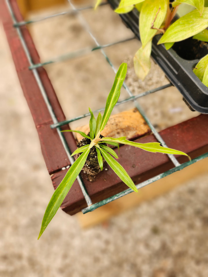 Philodendron Tortum plant with elongated, corkscrew leaves in a two-inch pot.