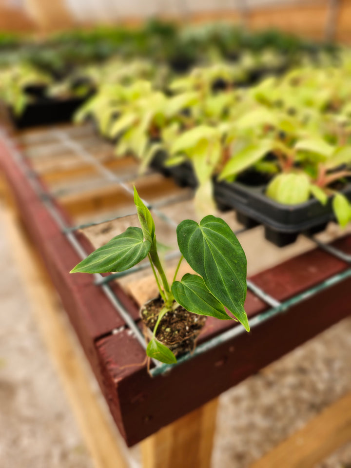 Philodendron Verrucosum with heart-shaped velvety leaves and neon-green veining in a nursery setting.