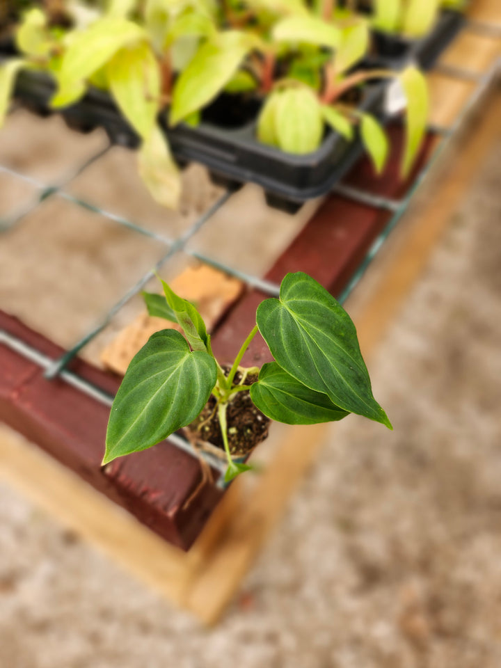 Philodendron Verrucosum plant with velvety heart-shaped leaves and neon-green veining.