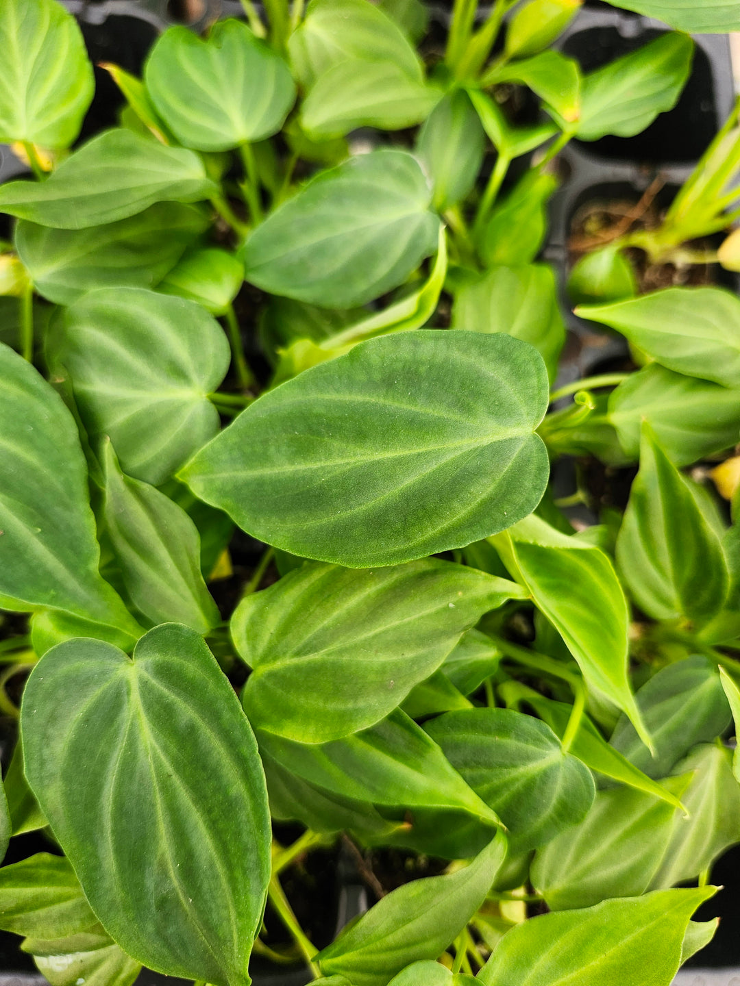 Philodendron Verrucosum with heart-shaped velvety leaves and neon-green veining.