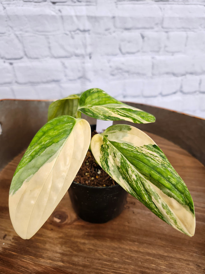 Monstera Variegated Peru (4in)-900