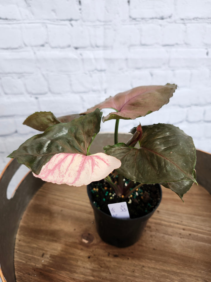 Syngonium Strawberry Ice Galaxy (4in)-909