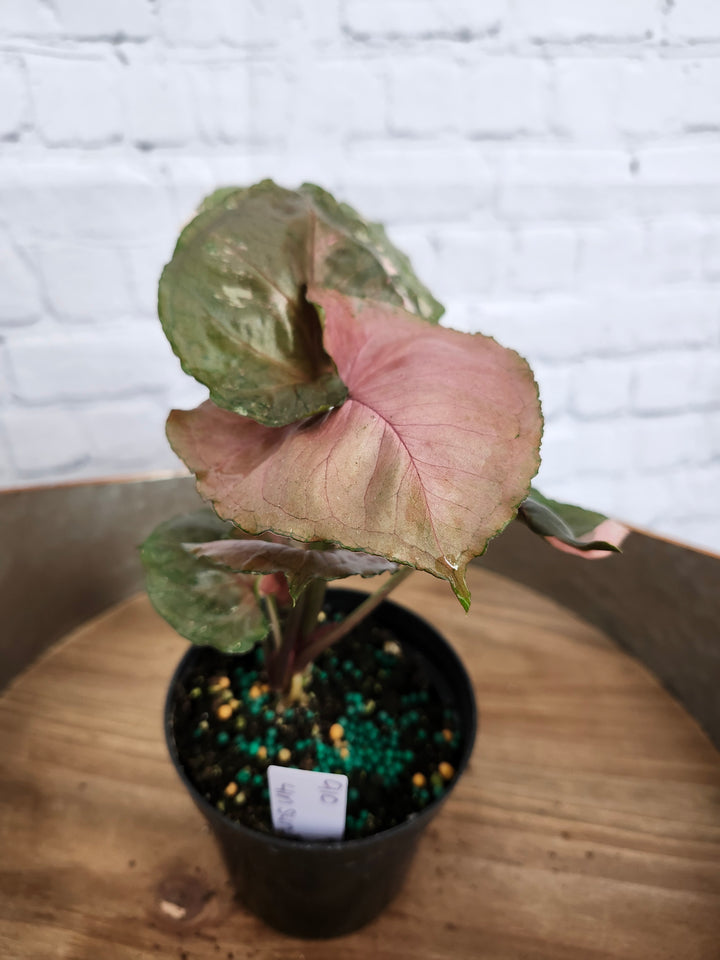 Syngonium Strawberry Ice Galaxy (4in)-910