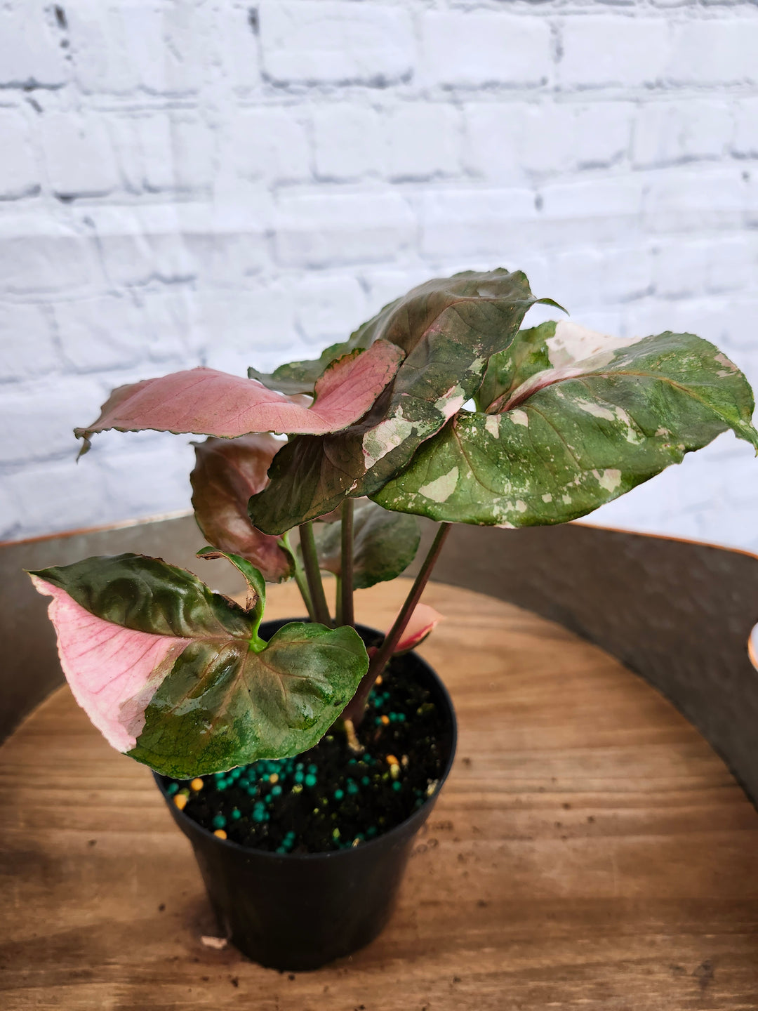 Syngonium Strawberry Ice Galaxy (4in)-910