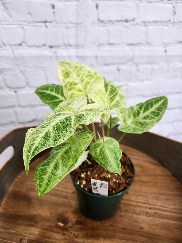 Syngonium Batik Albo Variegated (4in)-912