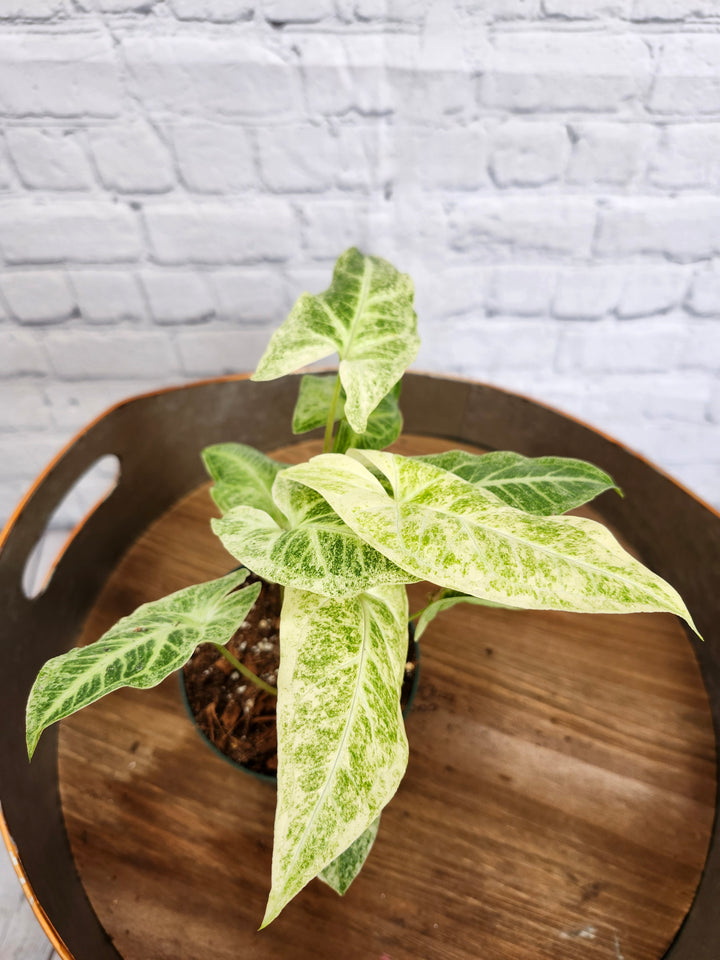 Syngonium Batik Albo Variegated (4in)-912