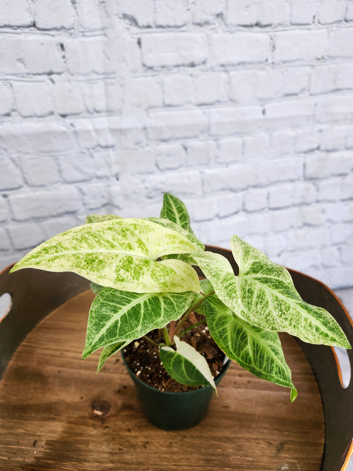 Syngonium Batik Albo Variegated (4in)-912