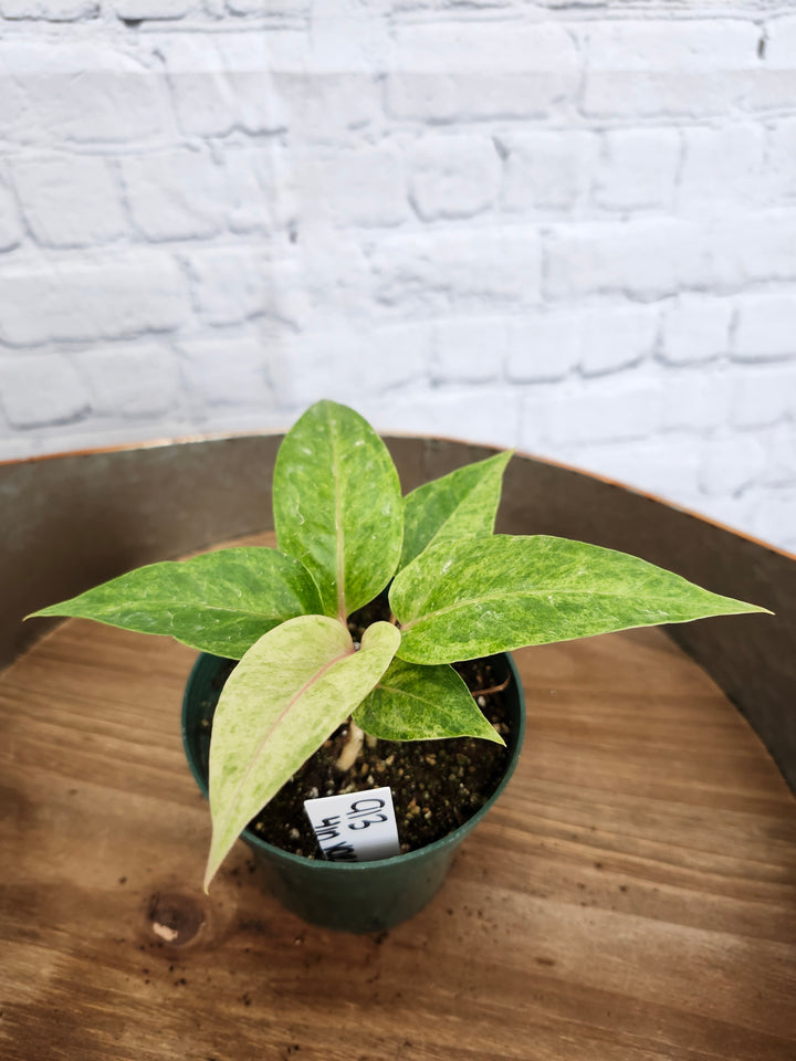 Anthurium Variegated Vittafolum (4in)-913