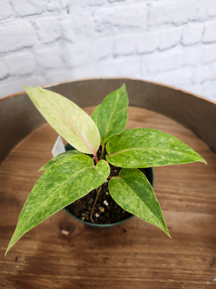 Anthurium Variegated Vittafolum (4in)-913