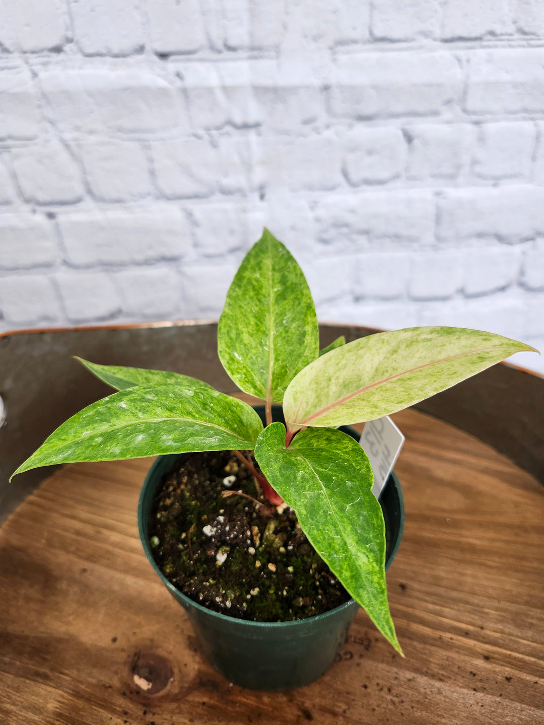 Anthurium Variegated Vittafolum (4in)-913