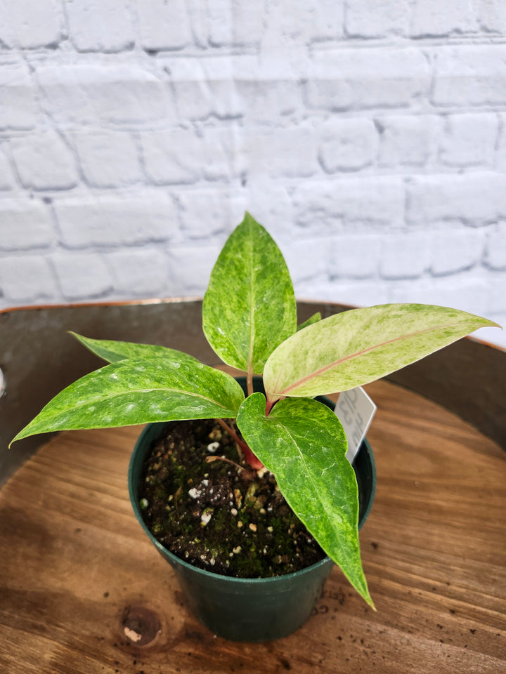 Anthurium Variegated Vittafolum (4in)-913