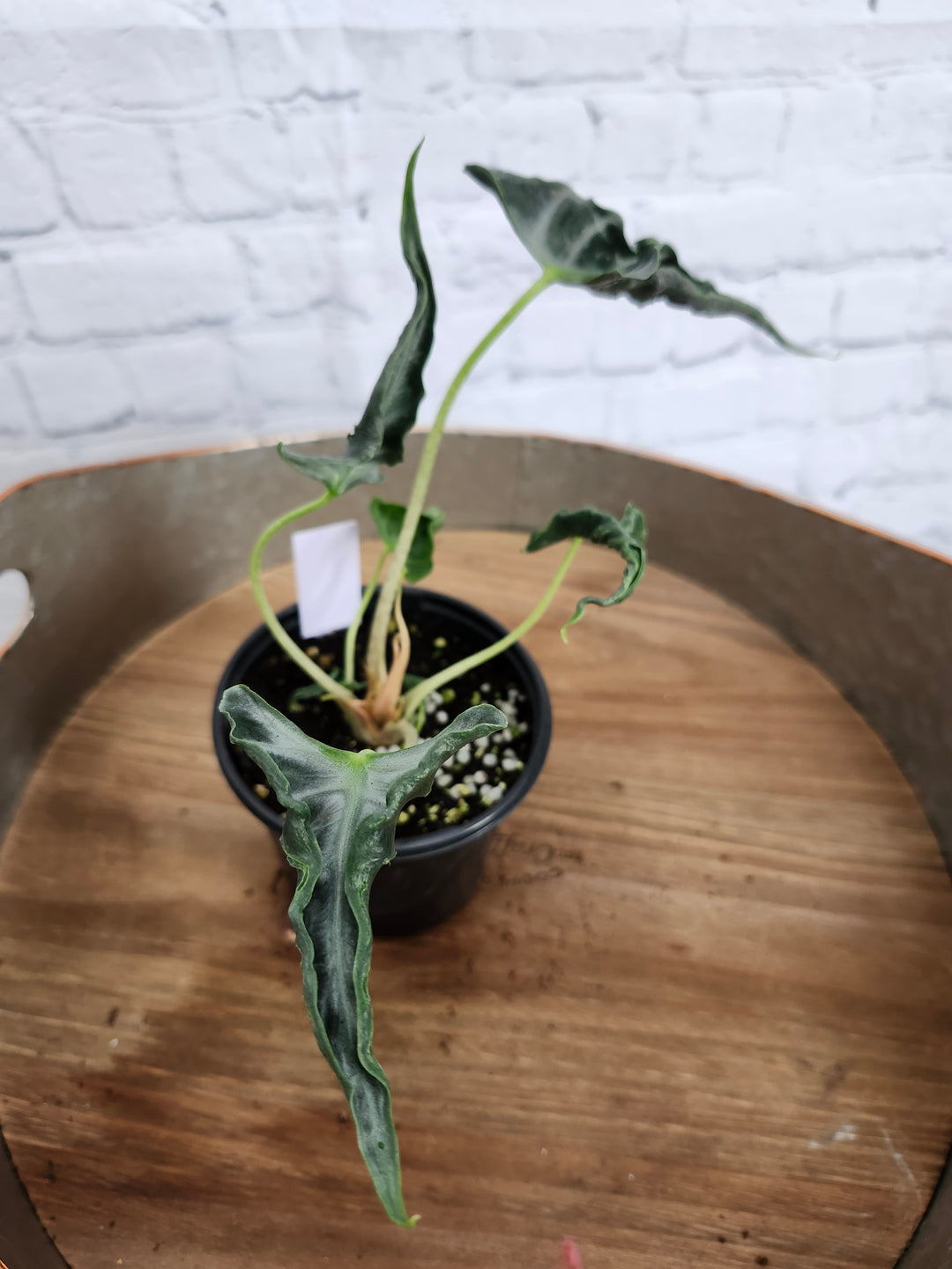 Alocasia Loco (4in)-926