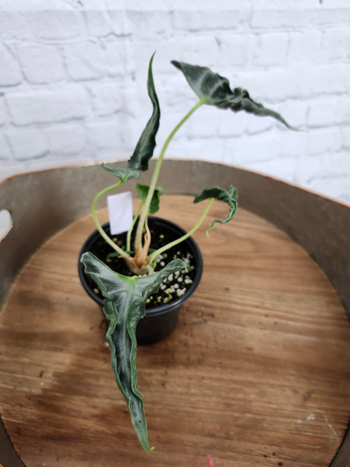 Alocasia Loco (4in)-926