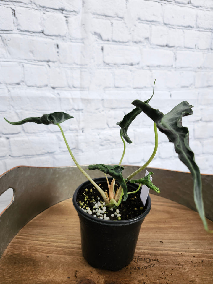 Alocasia Loco (4in)-926