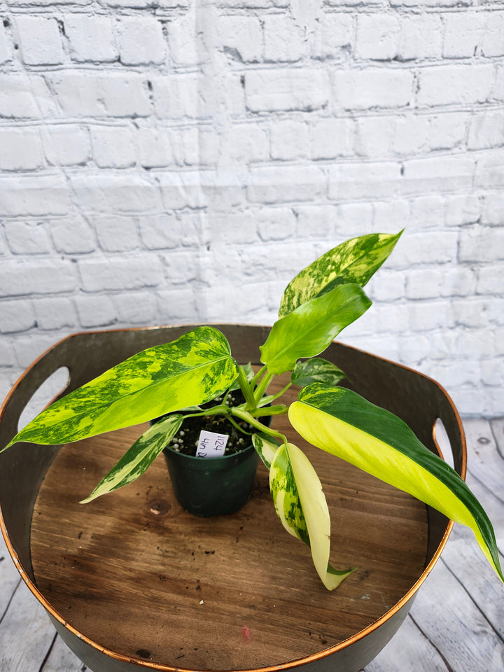 Philodendron Variegated Domesticum (4in)-1124