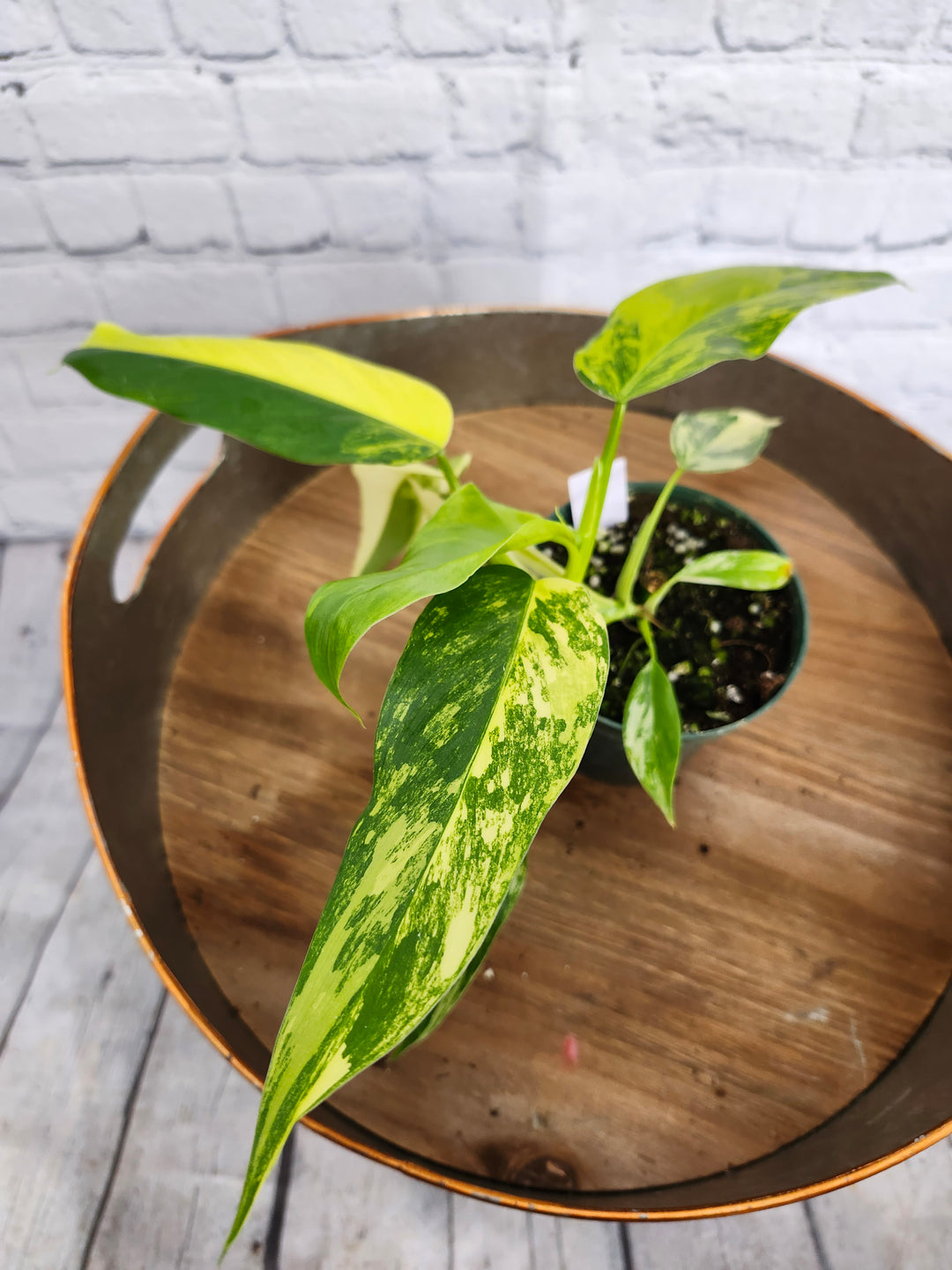 Philodendron Variegated Domesticum (4in)-1124