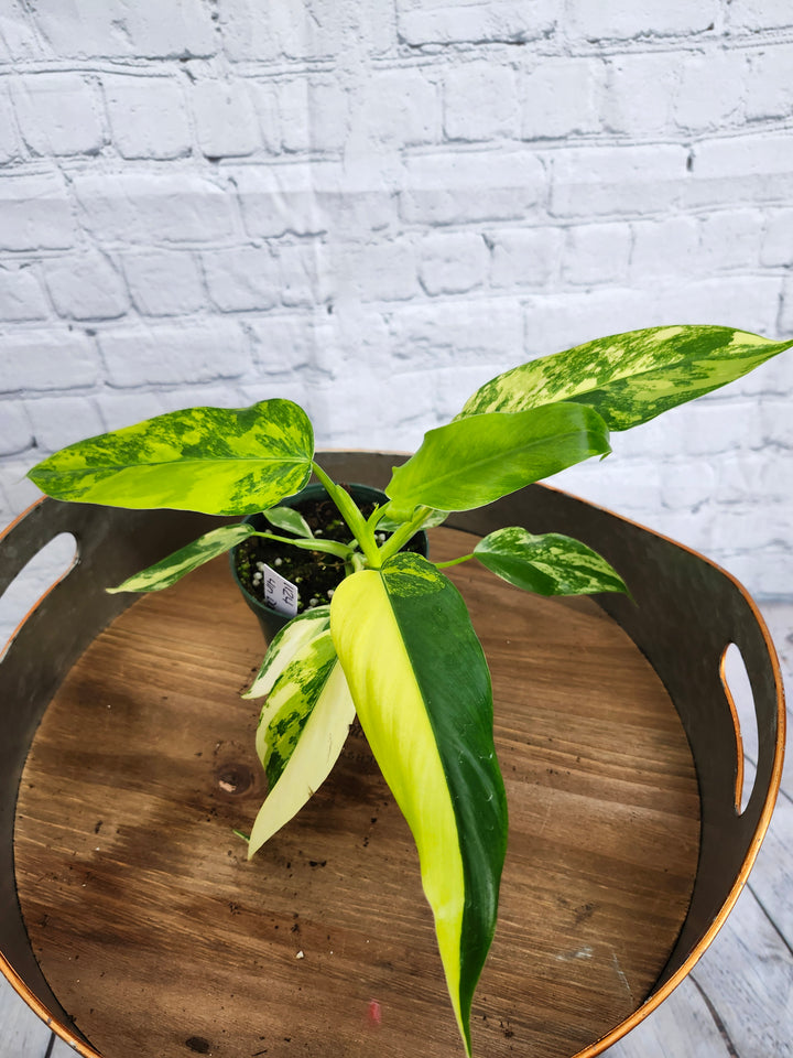 Philodendron Variegated Domesticum (4in)-1124