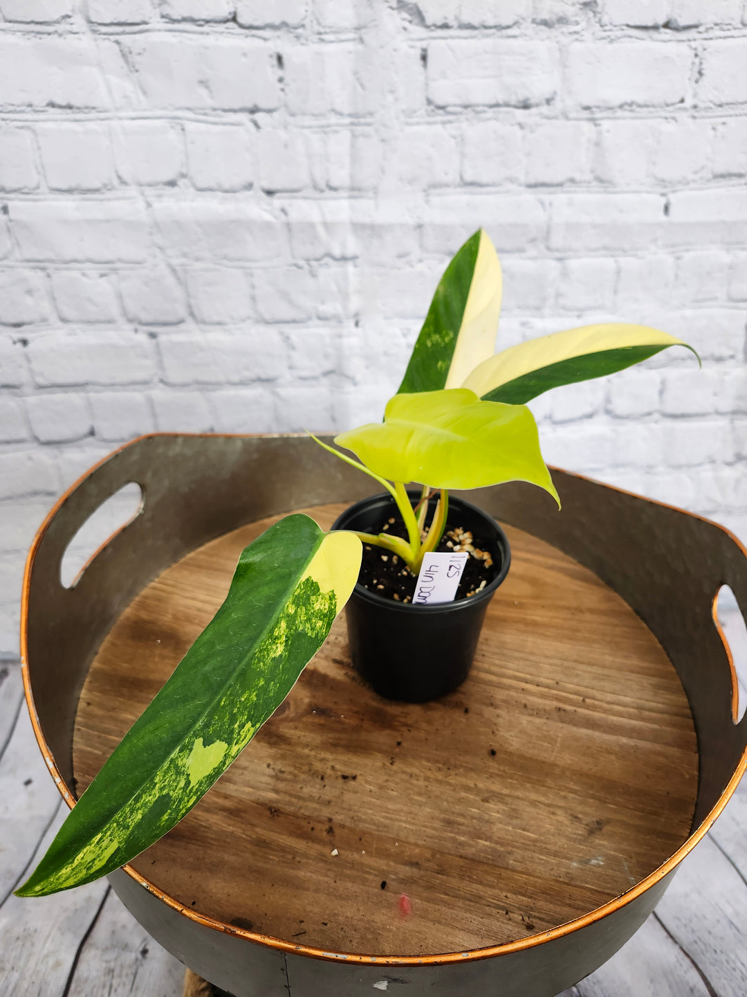 Philodendron Variegated Domesticum (4in)-1125