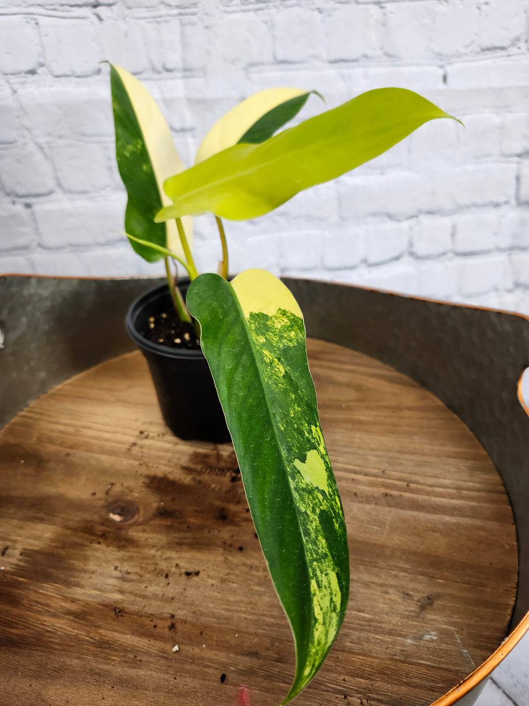 Philodendron Variegated Domesticum (4in)-1125