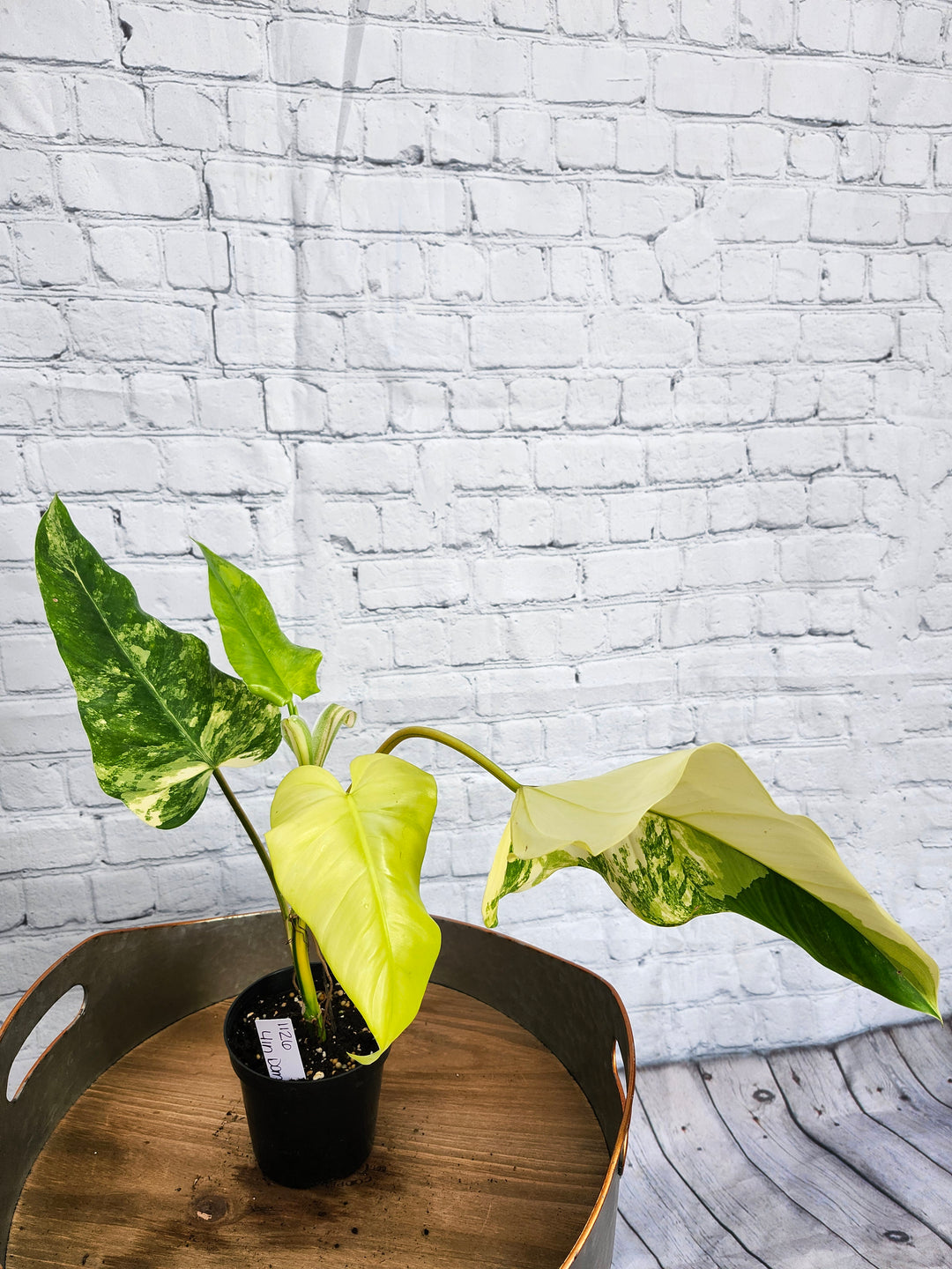 Philodendron Variegated Domesticum (4in)-1126