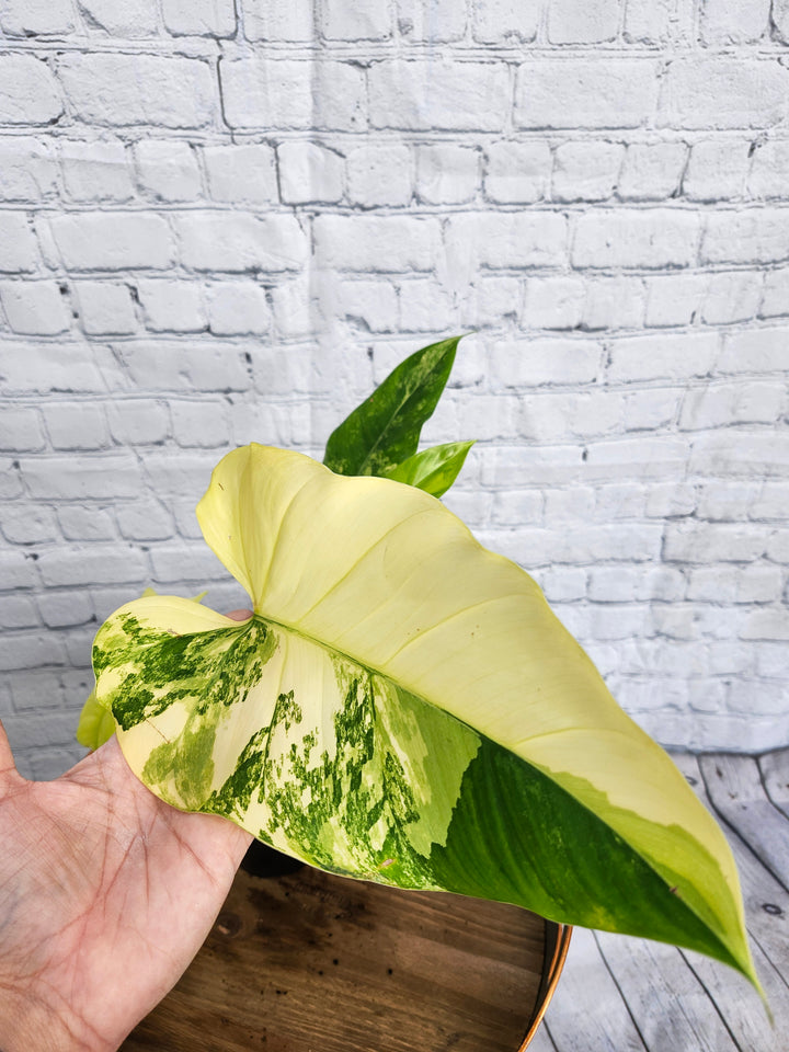 Philodendron Variegated Domesticum (4in)-1126