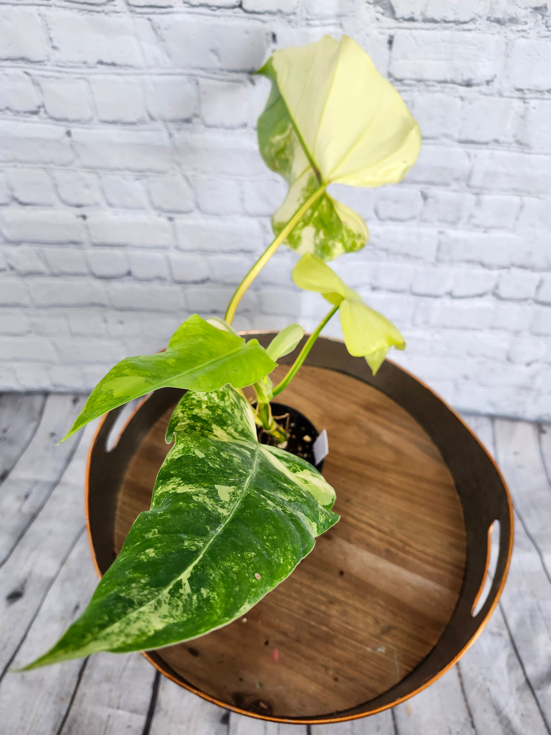 Philodendron Variegated Domesticum (4in)-1126