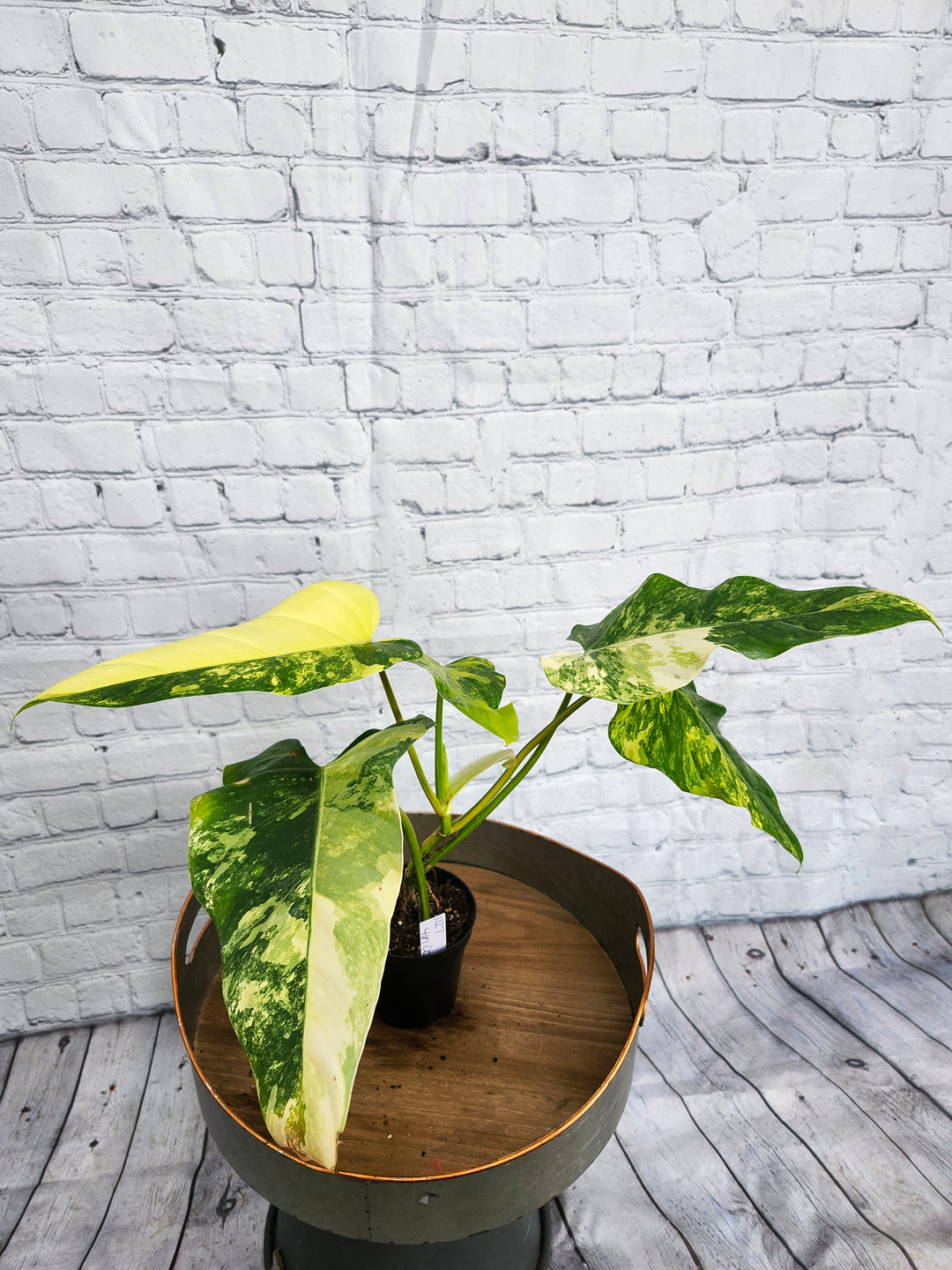 Philodendron Variegated Domesticum (4in)-1127