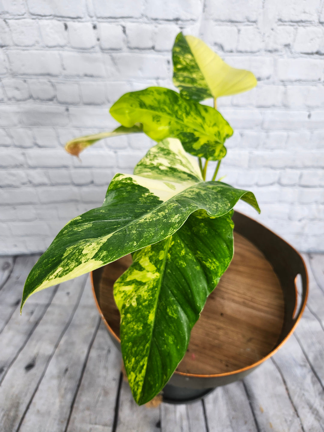 Philodendron Variegated Domesticum (4in)-1127