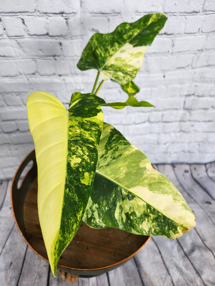 Philodendron Variegated Domesticum (4in)-1127